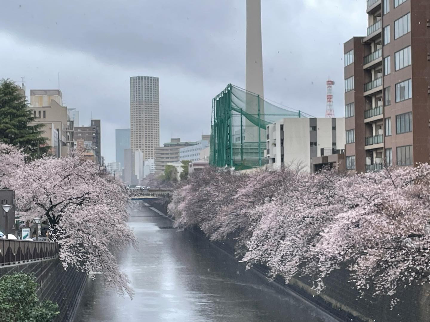 目黒川にお花見🌸