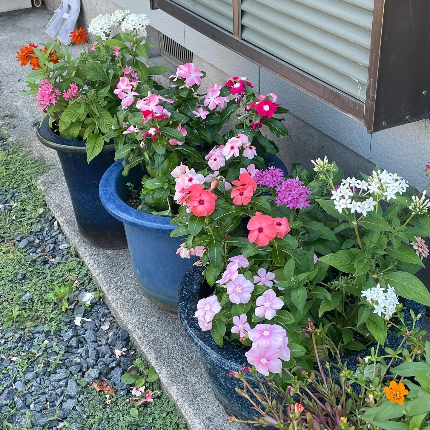 植木鉢の花から種が溢れたのでしょうか？