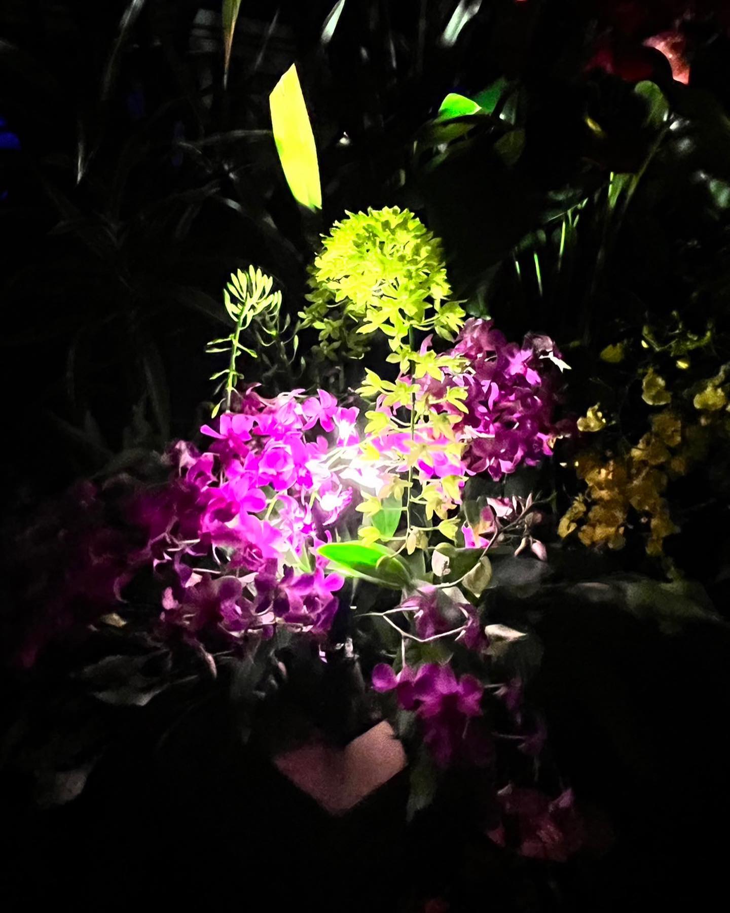 のんほいパークの夜の植物園