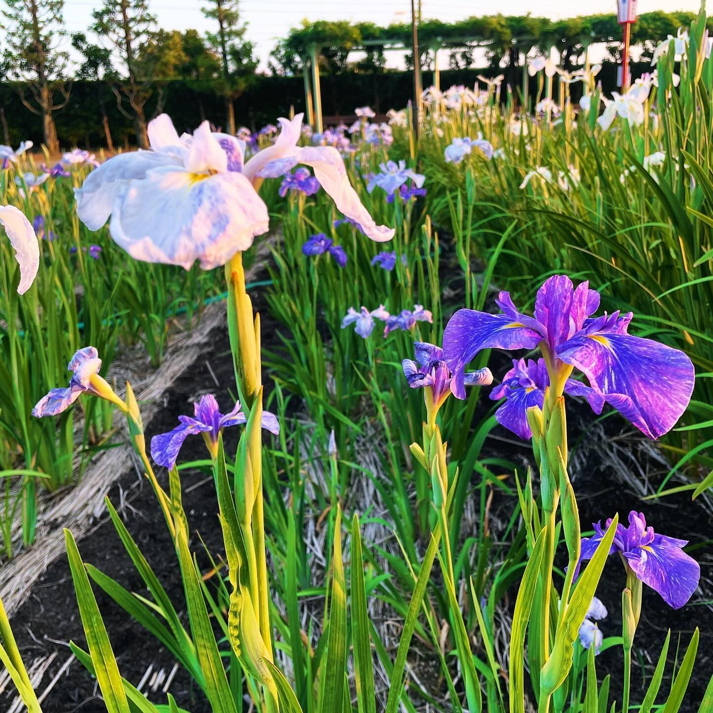 日暮れ前の花しょうぶ