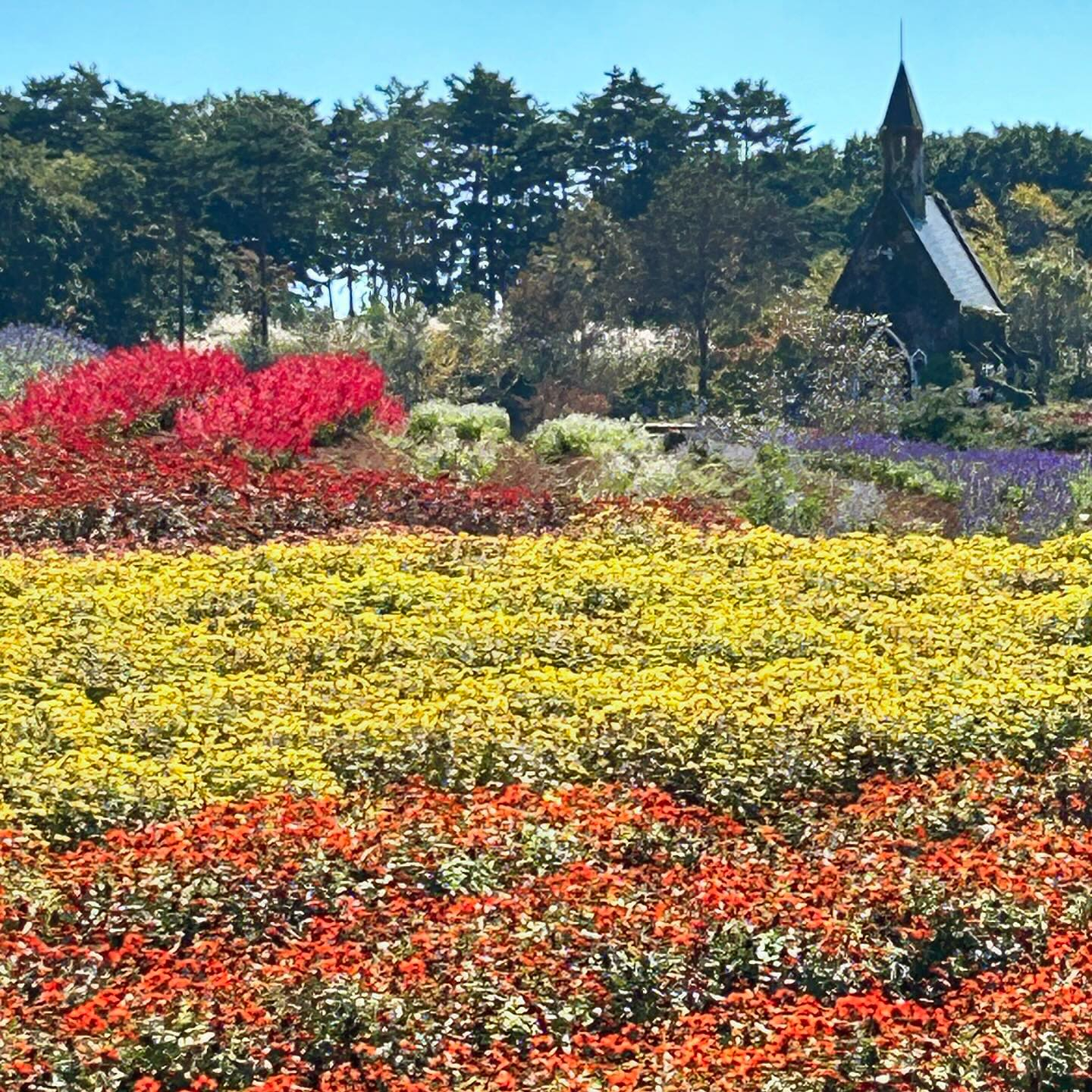 真っ青な空の下、彩りどりの秋の花が綺麗😍遠くに霊峰白山があり...