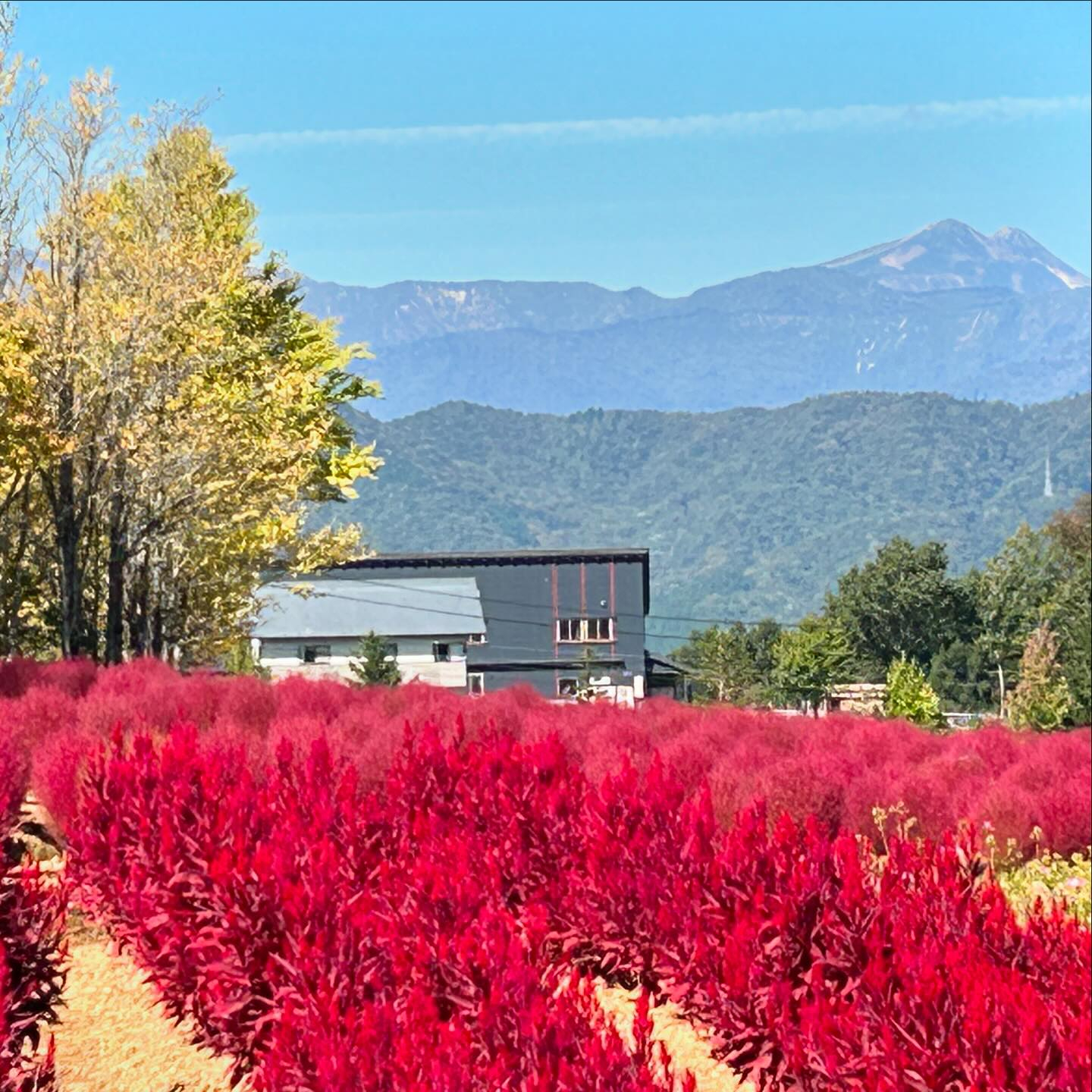 真っ青な空の下、彩りどりの秋の花が綺麗😍遠くに霊峰白山があり...