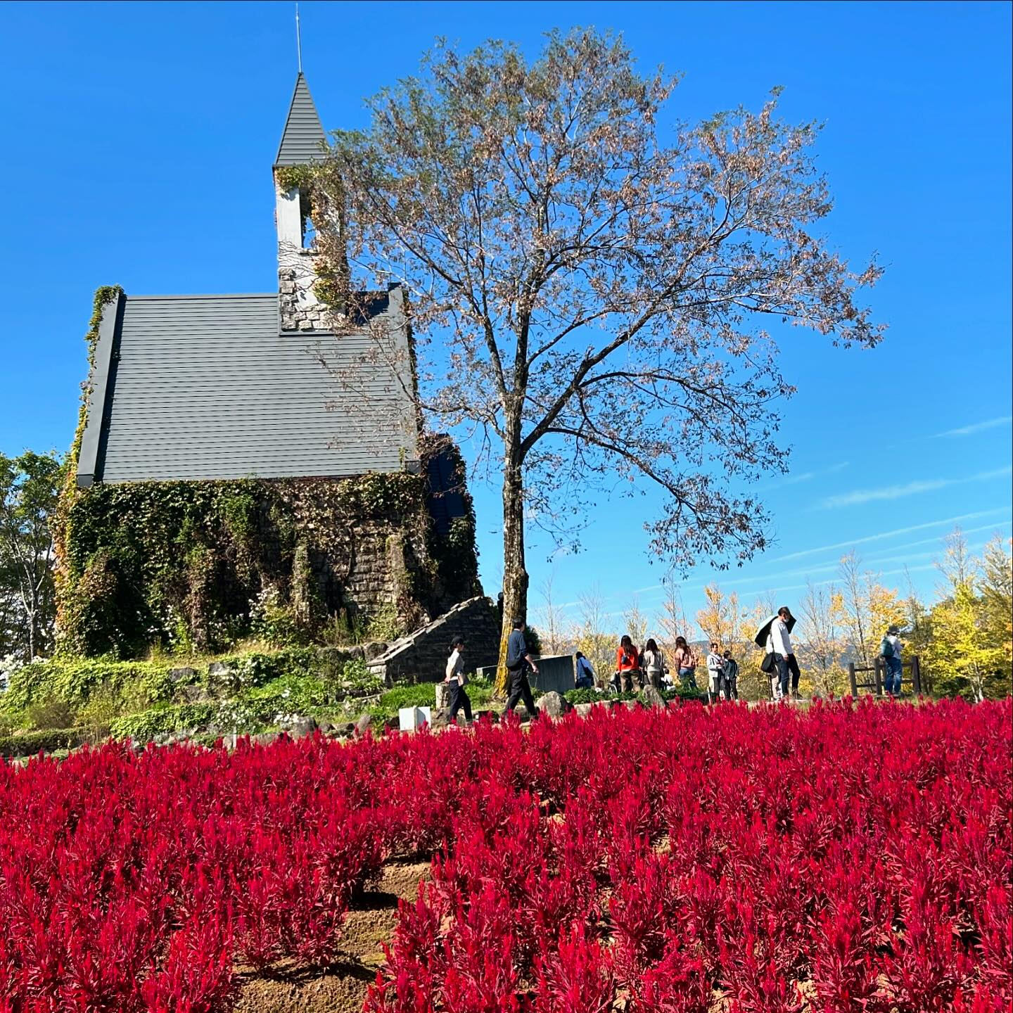 真っ青な空の下、彩りどりの秋の花が綺麗😍遠くに霊峰白山があり...